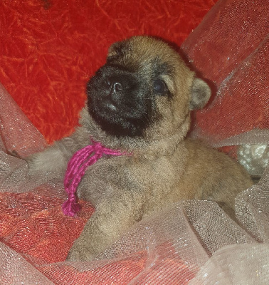 Étalon Cairn Terrier - Abi wan des feux follets de la pataudière