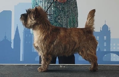 Étalon Cairn Terrier - CH. Umalas bali des terres de cérès Des Terres De Cérès
