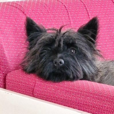 Étalon Cairn Terrier - Someone like you du domaine de kerallan