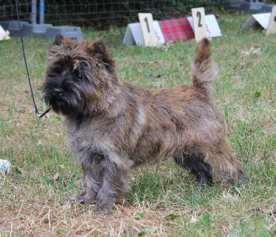 Étalon Cairn Terrier - CH. Umalas-bali Des Terres De Cérès