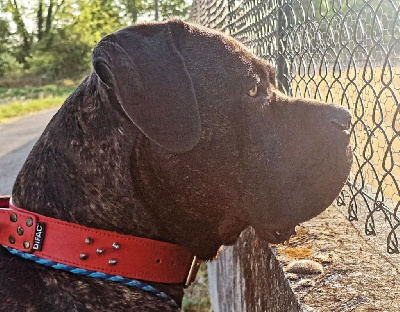 Étalon Cane Corso - Tino maitouk des Légendes de Goliath