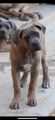 Étalon Cane Corso - Are you ready des gardiens d'Ecosse