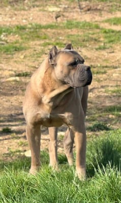 Étalon Cane Corso - Archer en una palabra