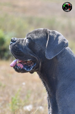 Étalon Cane Corso - Saïyan De la Treizieme Legion