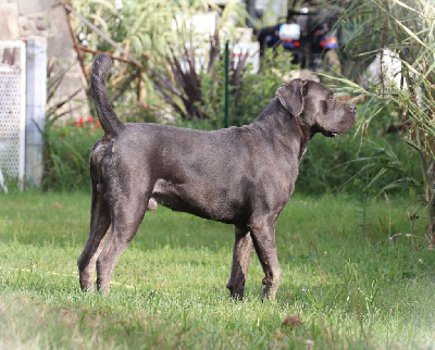 Étalon Cane Corso - Volt Du Domaine Des Vents Landais