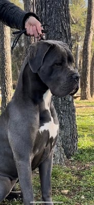 Étalon Cane Corso - Thelma de la pierre d'or