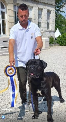 Étalon Cane Corso - De La Guardia Del Sole Rowgone black shadow