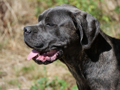 Étalon Cane Corso - Vegas Des Montagnes Ardèchoise