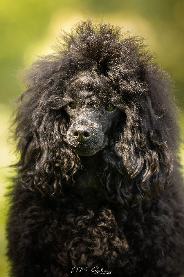 Étalon Caniche - Vortex De La Plume Du Cygne Noir