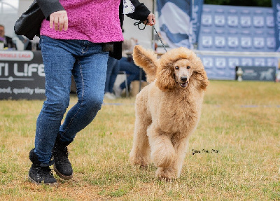 Étalon Caniche - X aya the precious little diamond (grand) Kasa Give 'n' Kiss