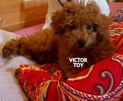 Étalon Caniche - Victor ( toy) Flying Noodle