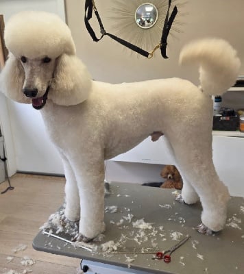 Étalon Caniche - Volt divazzaro ( grand caniche) de Kasa Give 'n' Kiss