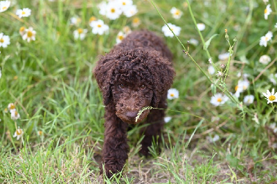 Étalon Caniche - Aurélio blue of spirit wolf addict