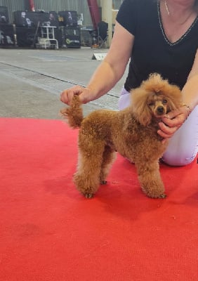 Étalon Caniche - Jupiter volzhsky