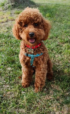 Étalon Caniche - Une reine Du Domaine De La Vallée Heureuse