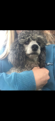 Étalon Caniche - Pony du Moulin de la Terrasse