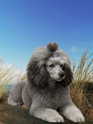 Étalon Caniche - CH. Versace eros flamme des Cheycken's Grey De Clea