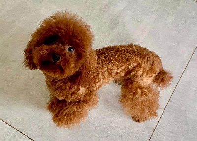 Étalon Caniche - Teddy Du Royaume D'exquise