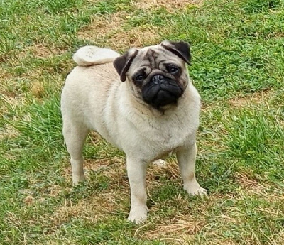 Étalon Carlin - Berrybears Vie en rose