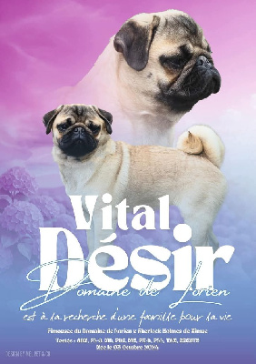 Étalon Carlin - Vital désir Du Domaine De Lorien