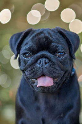 Étalon Carlin - Vanille fraise Du Domaine De Lorien