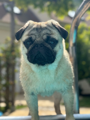 Étalon Carlin - Vador off darkness Du Royaume De Mandalore