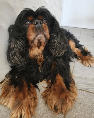 Étalon Cavalier King Charles Spaniel - M&m's des marais de Bremes