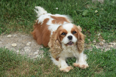 Étalon Cavalier King Charles Spaniel - Samba Du Millésime Champenois