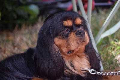 Étalon Cavalier King Charles Spaniel - Very good trip Of Sweet Little Kings