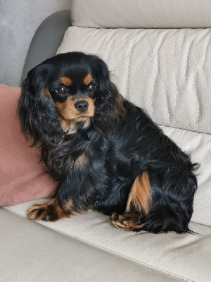 Étalon Cavalier King Charles Spaniel - Very spice posh de Pink'Paradise