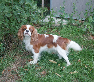Étalon Cavalier King Charles Spaniel - Virgule De Sevmek