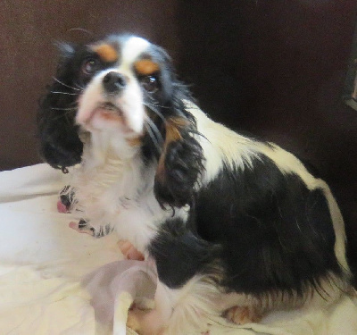 Étalon Cavalier King Charles Spaniel - Valhalla de la maison du ryez