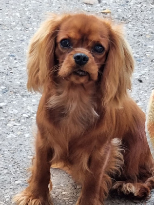 Étalon Cavalier King Charles Spaniel - Tekoa des marais de Bremes