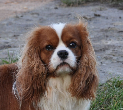 Étalon Cavalier King Charles Spaniel - Ugo des jardins de montet