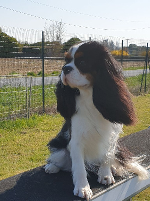 Étalon Cavalier King Charles Spaniel - Rachel De la geode