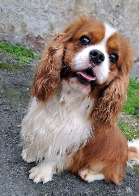 Étalon Cavalier King Charles Spaniel - First love of the cozy cavaliers