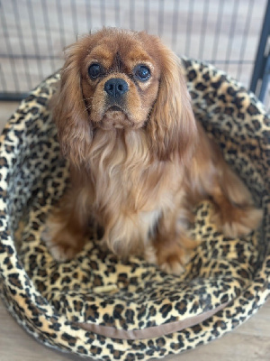 Étalon Cavalier King Charles Spaniel - Oki square Very chic