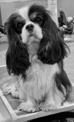 Étalon Cavalier King Charles Spaniel - Ultimate fairy De la fieffe au songeur