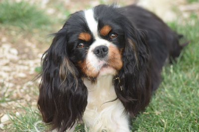 Étalon Cavalier King Charles Spaniel - Utopya De la geode