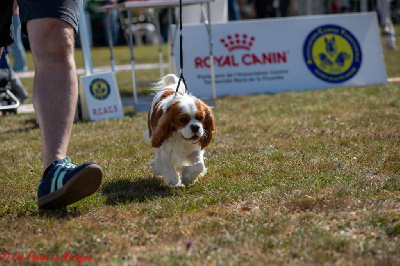 Étalon Cavalier King Charles Spaniel - Ulanne Des Trésors De L'Artois
