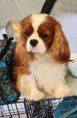 Étalon Cavalier King Charles Spaniel - Vittorio De la geode
