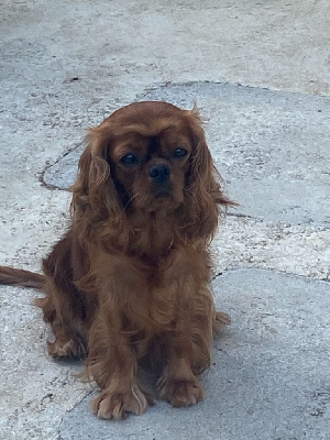Étalon Cavalier King Charles Spaniel - Tennessee de Castelburry