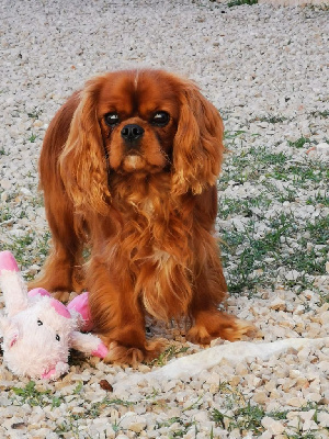Étalon Cavalier King Charles Spaniel - Un-coeur-de-caramel of servijean's