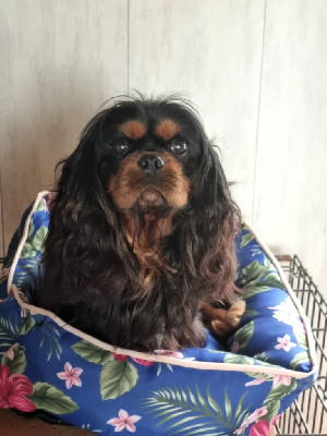 Étalon Cavalier King Charles Spaniel - Menphis flowers city