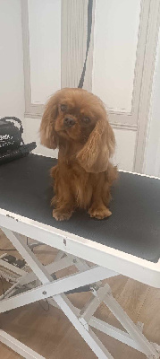 Étalon Cavalier King Charles Spaniel - So british of Sevijean's
