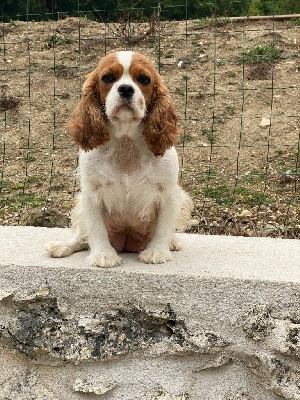 Étalon Cavalier King Charles Spaniel - Sissi Du Petit Bois Ensorcelé