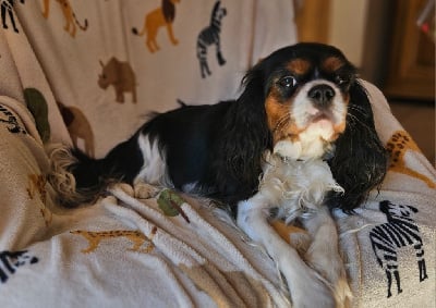 Étalon Cavalier King Charles Spaniel - Des Merveilles En Margeride Upsie