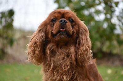 Étalon Cavalier King Charles Spaniel - Usky Du Domaine Des Plaines D'Icare
