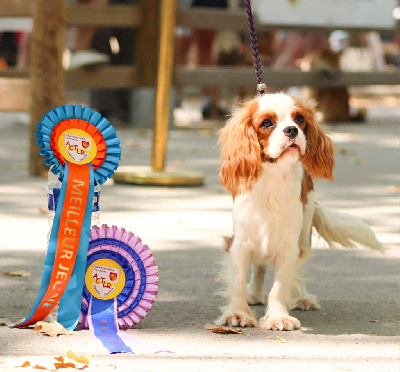 Étalon Cavalier King Charles Spaniel - Véritable amour Du Castel Des Petits Coeurs