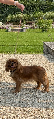 Étalon Cavalier King Charles Spaniel - Vvendy Du Rêve D'Hanstie
